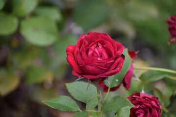 red rose on green background