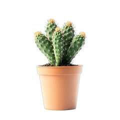 A small, potted cactus with multiple upright, segmented arms, topped with light yellow spines, sits in a terracotta pot against a black background