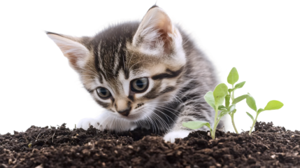 Curious Kitten in the Garden