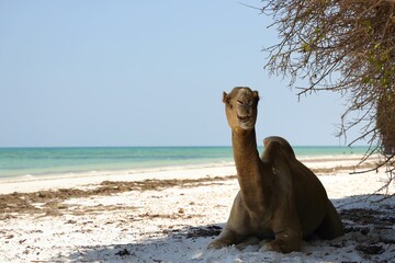Camel resting on a beach under a clear sky.
