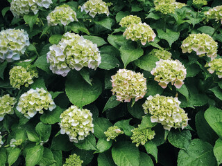 Bright green leaves and flower of a hydrangea bush with rain drops. Natural background.