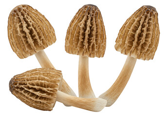 A cluster of fresh morel mushrooms with their distinctive honeycomb texture isolated on transparent background
