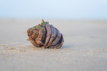 Close-up of a purple hermit crab with striped shell on sandy beach. Detailed texture and natural colors perfect for wildlife, marine, and coastal nature themes.