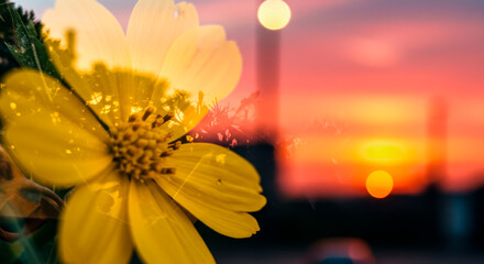 Flower on the background of the city landscape at sunset. Bright colorful illustration with double exposure