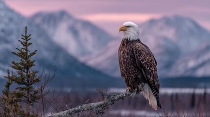 Fototapeta premium Majestic Bald Eagle Portrait: Nature, Wildlife, Bird of Prey