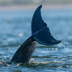 Bottlenose dolphin (Tursiops truncatus) tail fin or fluke, Chanonry point, Scotland. UK marine mammal in summer. © Alex Cooper