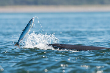 Fototapeta premium Bottlenose dolphin (Tursiops truncatus) hunting a salmon, Chanonry point, Scotland. 