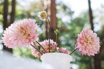 Pink dahlias blooming in white pot in summer garden