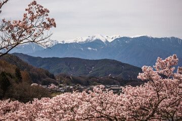Cherry blossoms in full bloom create a stunning foreground, framing a picturesque Japanese village...