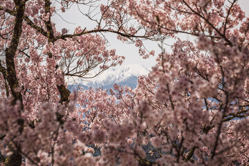 Stunning view of cherry blossoms in full bloom, framing a snow-capped mountain in the distance.  The delicate pink flowers create a breathtaking scene. Perfect for spring themes.