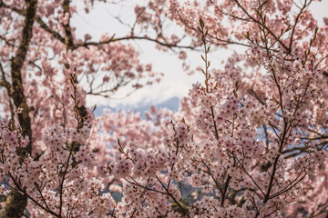 Close-up of delicate pink cherry blossoms in full bloom.  The image features a soft focus background hinting at mountains in the distance, creating a serene and picturesque scene. Perfect for spring