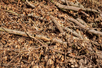 Totes Laub und Äste, Totholz, Deutschland