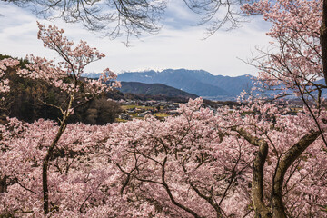 Cherry blossoms in full bloom create a breathtaking panorama against a backdrop of mountains in...