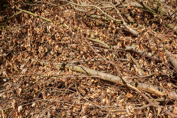 Totes Laub und Äste, Totholz, Deutschland