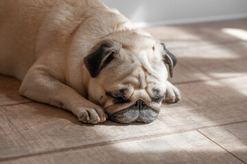 pug sleeping on the floor, sleepy pug, laziness