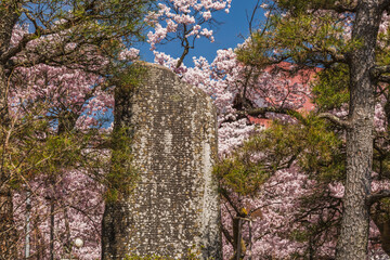 Ancient stone monument partially concealed by vibrant cherry blossoms in full bloom.  The serene...