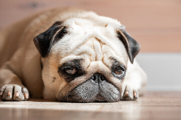 pug sleeping on the floor, sleepy pug, laziness