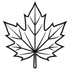 Maple Leaf Vector Illustration