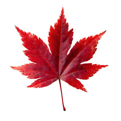 Vibrant Red Maple Leaf Isolated on Transparent Background