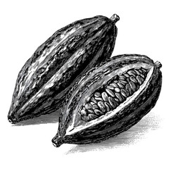 Vintage Black And White Cocoa Pod Illustration