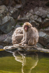 Naklejka premium Japanese macaque, also known as snow monkey, sits on a rock near a pond in Jigokudani Monkey Park, Nagano, Japan. The monkey's reflection is visible in the water.