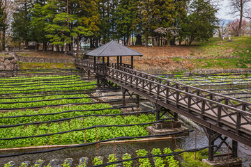 Wooden footbridge over a water channel in a Japanese wasabi farm. Lush wasabi plants grow in neatly...