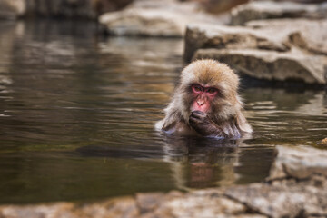 Japanese macaque, also known as snow monkey, relaxing in a hot spring.  The primate enjoys the warm...