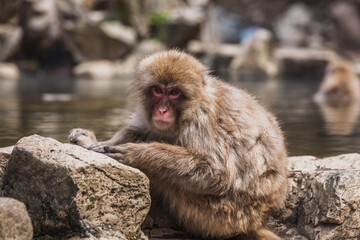 A Japanese macaque, also known as a snow monkey, sits on rocks near a hot spring in Jigokudani Monkey Park, Nagano, Japan.  The monkey's fur is thick and light brown, and it appears relaxed.