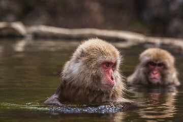 Japanese macaques, also known as snow monkeys, enjoy a relaxing soak in a natural hot spring. ...