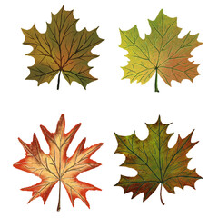 maple leaves