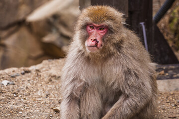 Close-up portrait of a Japanese macaque (snow monkey) with a small injury near its nose, sitting on the ground.  The monkey displays a serious expression.  Wild animal in natural habitat.
