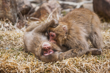 Two Japanese macaques, also known as snow monkeys, engage in playful interaction amidst dry, brown...