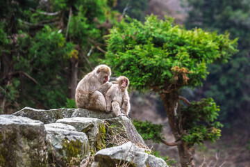 Two Japanese macaques grooming each other on rocks in a lush forest.  These snow monkeys are known for their resilience to cold weather. This heartwarming scene was captured in the wild.