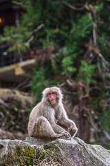 Japanese macaque, also known as snow monkey, sitting on a rock in Nagano, Japan.  Wild animal in natural habitat, showcasing its unique features and serene expression.