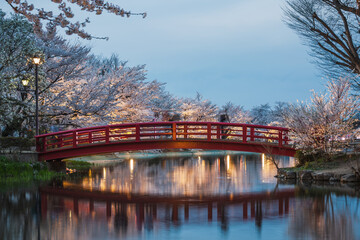 Red bridge reflecting in calm water, illuminated at night, surrounded by cherry blossom trees in...