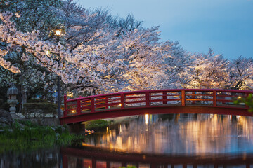 Scenic twilight view of a red arched bridge over a calm pond, surrounded by cherry blossom trees in...
