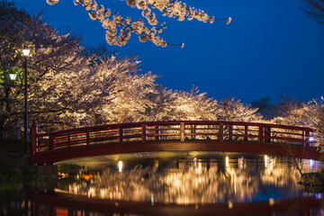 Illuminated cherry blossom trees at night frame a red bridge reflecting in a calm pond.  A serene...