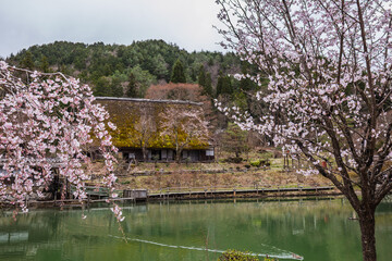 Traditional Japanese house with mossy thatched roof, surrounded by cherry blossoms and a calm pond....