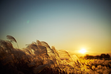 Golden grass swaying in the wind at sunset with warm sunlight and clear sky in a peaceful field