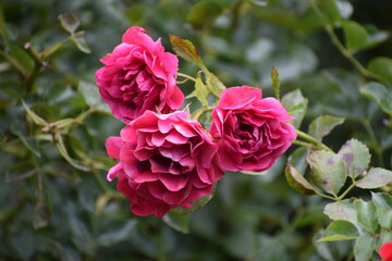 pink rose bush