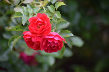 red rose in garden