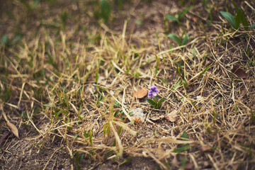 Small purple flower blooming amidst dry grass and soil, symbolizing resilience and early spring