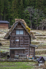 Traditional Japanese Gassho-style farmhouse in Shirakawa-go, Gifu Prefecture, Japan.  Old wooden structure with thatched roof, nestled in rice terraces and forest. Rural scene.