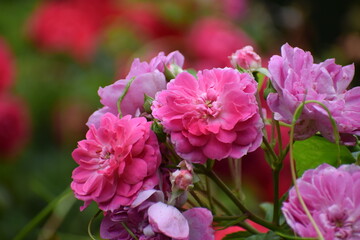 pink flowers in the garden