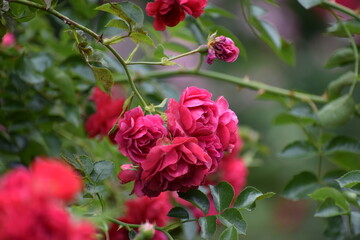 red rose bush