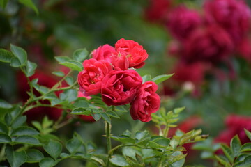red roses in garden