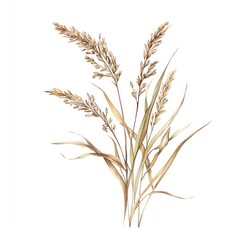 Fototapeta premium Fine Grass Blades grasses illustration botanical.