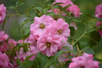 pink roses in the garden