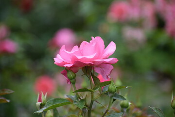 pink rose in the garden