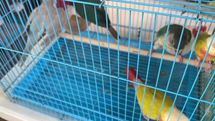 Colorful birds perched inside cages at a bustling bird market in Hong Kong, showcasing vibrant avian species, traditional market atmosphere

